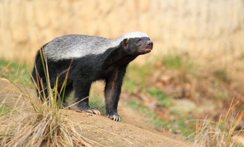 عسيلة أو غرير العسل