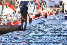 المغرب يقرر رسمياً وقف تصدير السردين