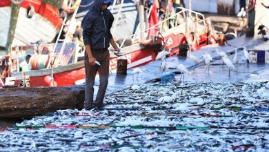 المغرب يقرر رسمياً وقف تصدير السردين