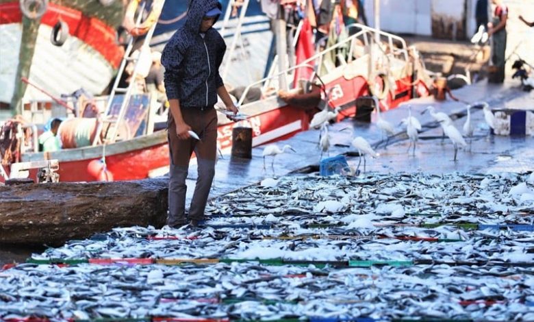 المغرب يقرر رسمياً وقف تصدير السردين