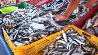 سعر السردين