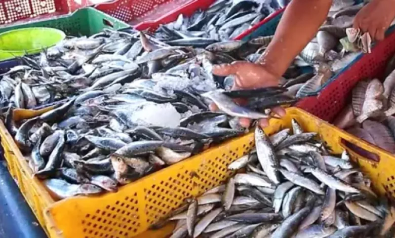 سعر السردين