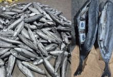 الأمن والجمارك يحبطان تهريب حوالي 4 أطنان من مخدر الشيرا بميناء طنجة المتوسط