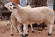 أسعار أضاحي