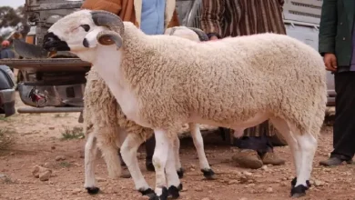أسعار أضاحي