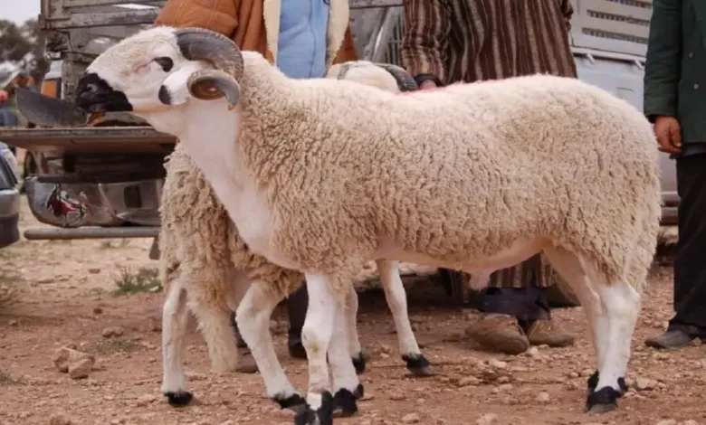 أسعار أضاحي